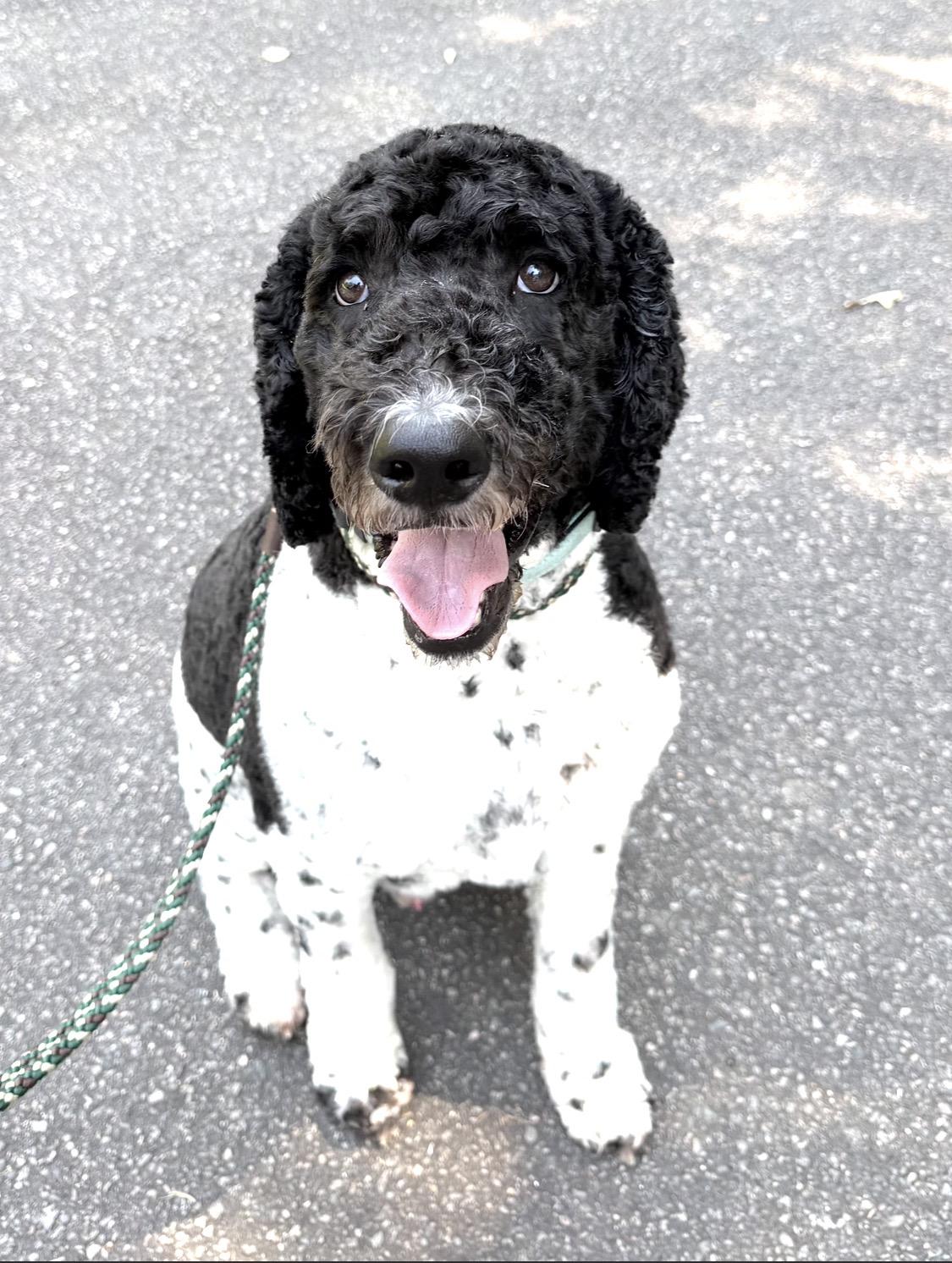 Enlarge Bumper, a Adopted mixed breed in Richmond, VA image 5/5