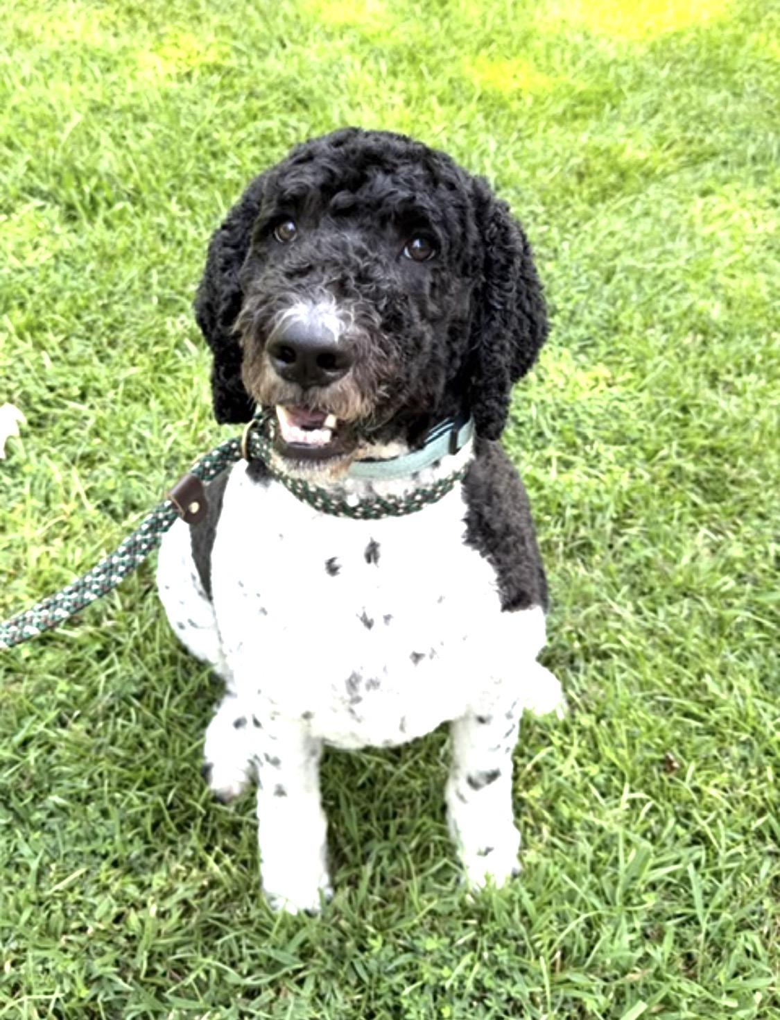 Enlarge Bumper, a Adopted mixed breed in Richmond, VA image 3/5