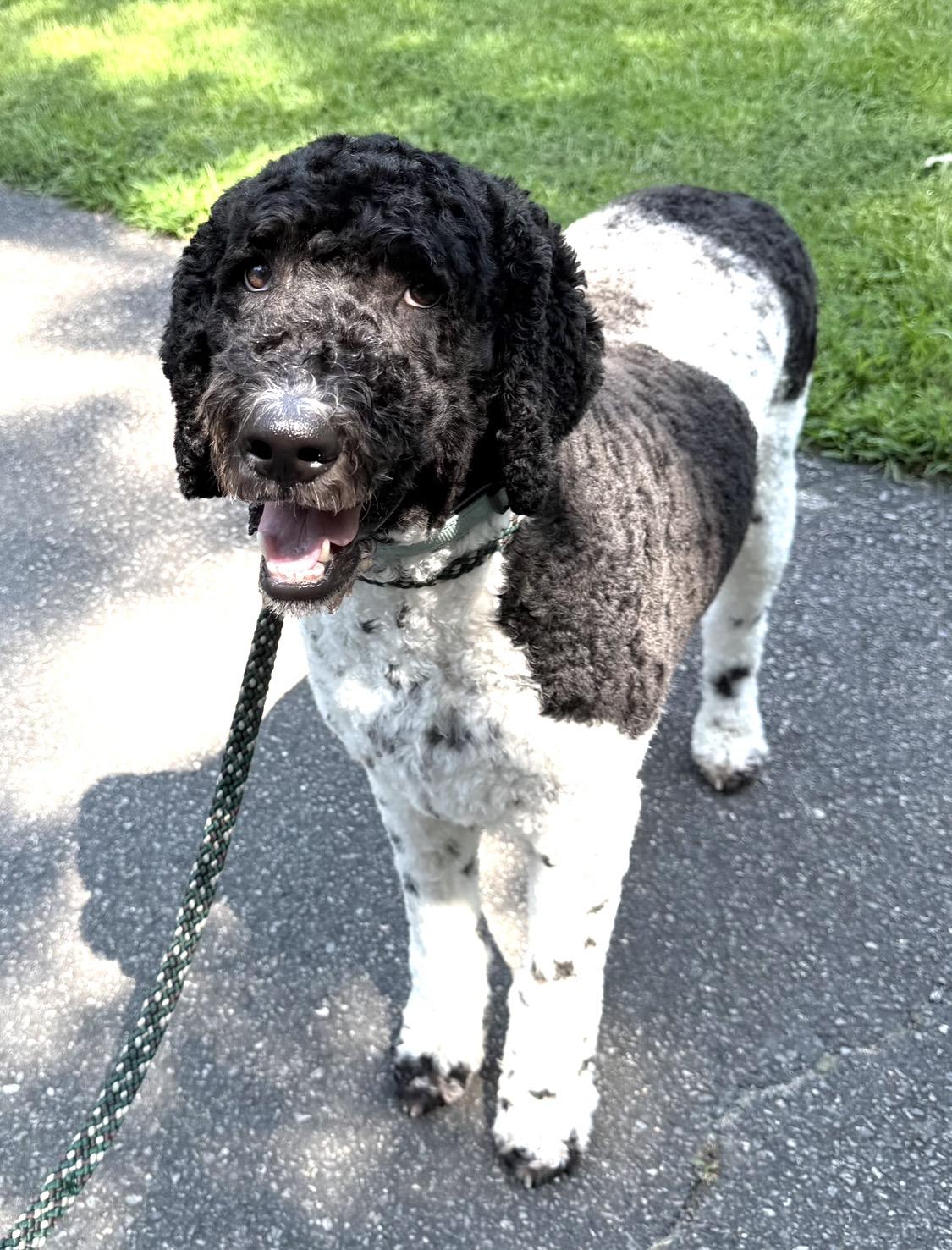 Enlarge Bumper, a Adopted mixed breed in Richmond, VA image 4/5