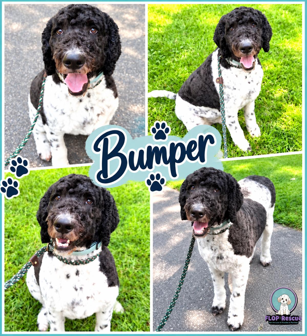Enlarge Bumper, a Adopted mixed breed in Richmond, VA image 1/5