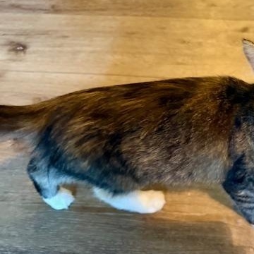 Lacey, a Adoptable Domestic Medium Hair in Fort Worth, TX image 4/4