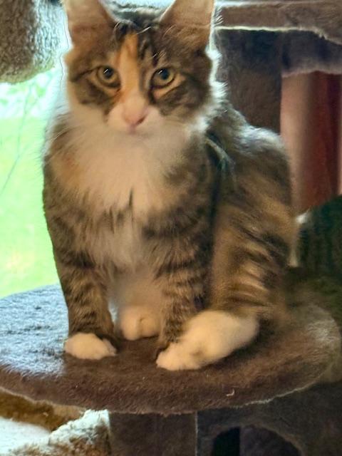 Lacey, a Adoptable Domestic Medium Hair in Fort Worth, TX image 3/4