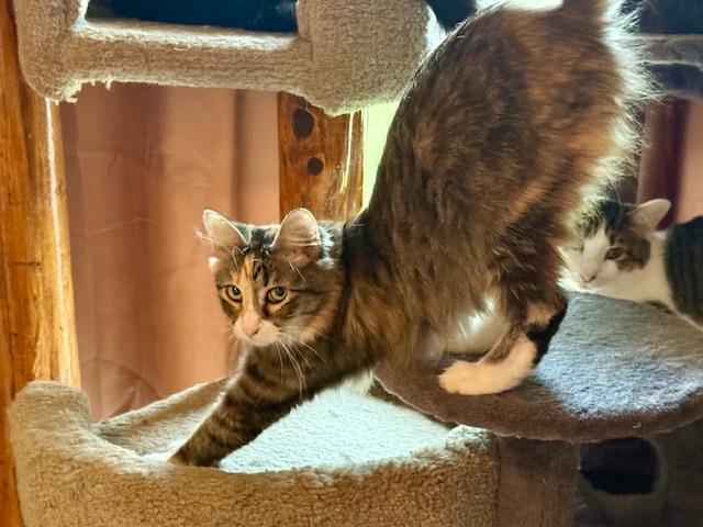 Lacey, a Adoptable Domestic Medium Hair in Fort Worth, TX image 2/4