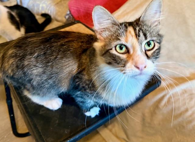 Lacey, a Adoptable Domestic Medium Hair in Fort Worth, TX image 1/4