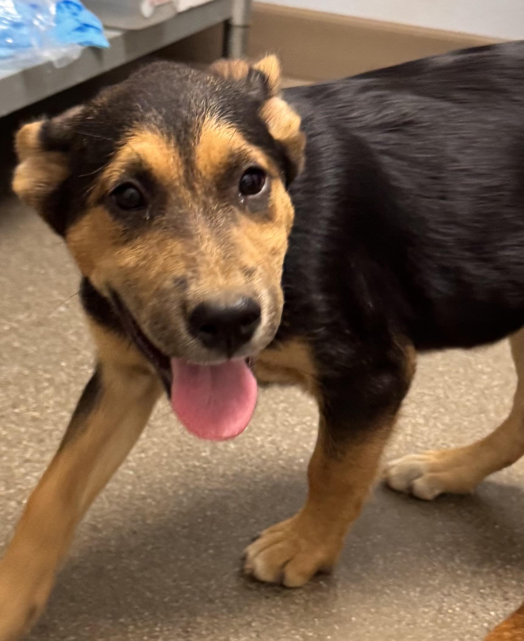 Enlarge Muffin, a Adoptable mixed breed in Chico, CA image 1/1