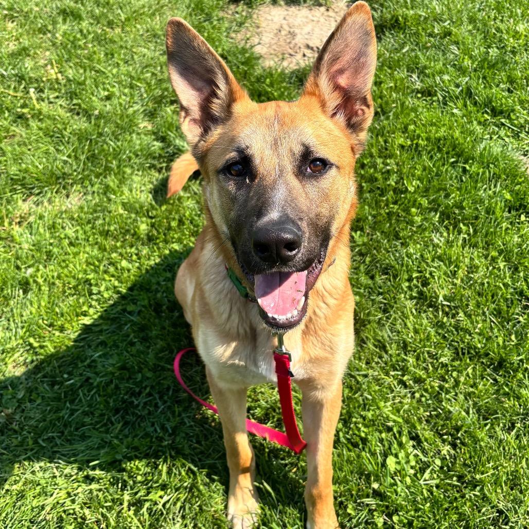 Enlarge Ranger, a Adoptable mixed breed in Council Bluffs, IA image 1/4