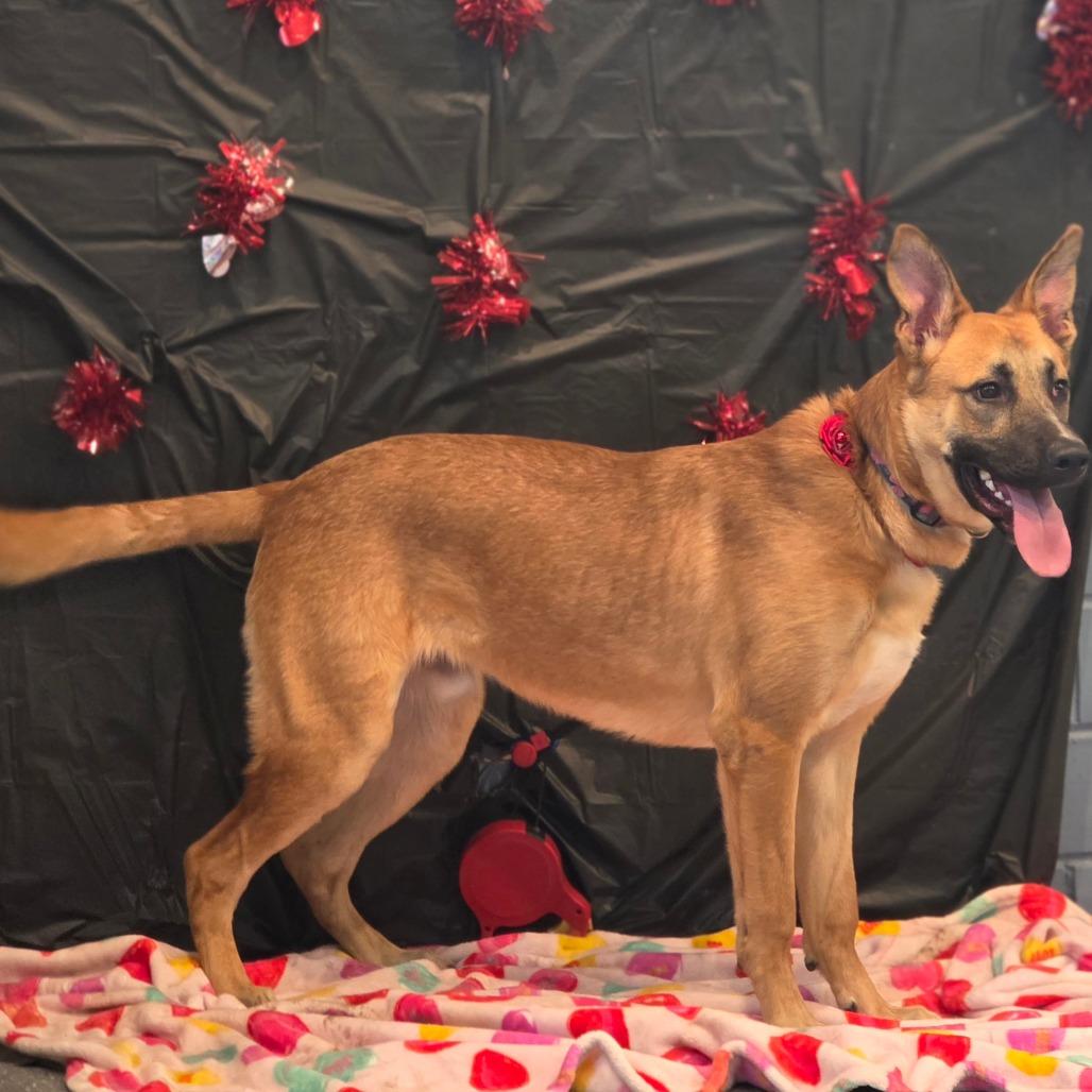 Enlarge Ranger, a Adoptable mixed breed in Council Bluffs, IA image 2/4