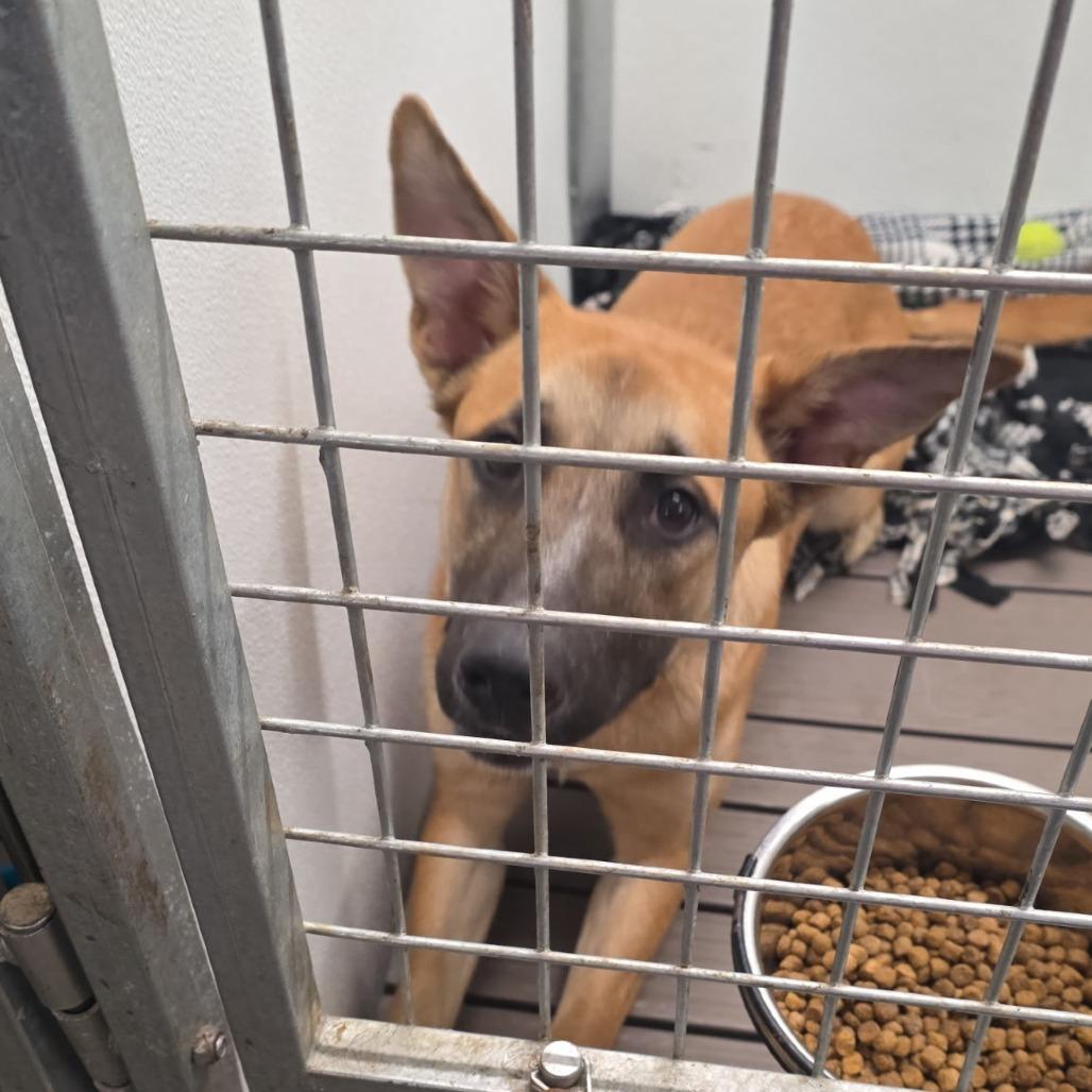 Enlarge Ranger, a Adoptable mixed breed in Council Bluffs, IA image 3/4