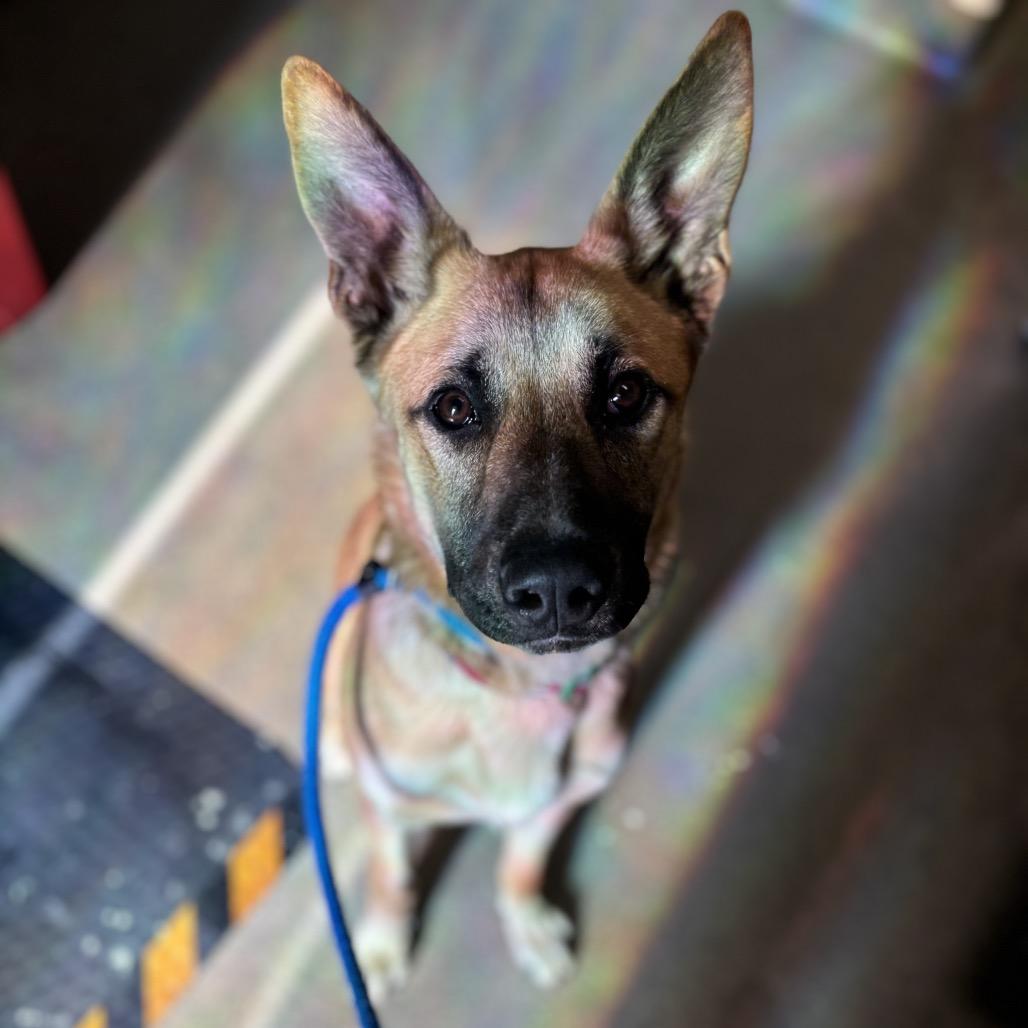 Enlarge Ranger, a Adoptable mixed breed in Council Bluffs, IA image 4/4