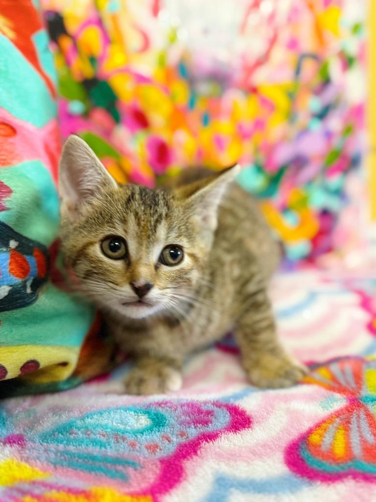 Zenda, Adoptable, Young Female Domestic Short Hair.