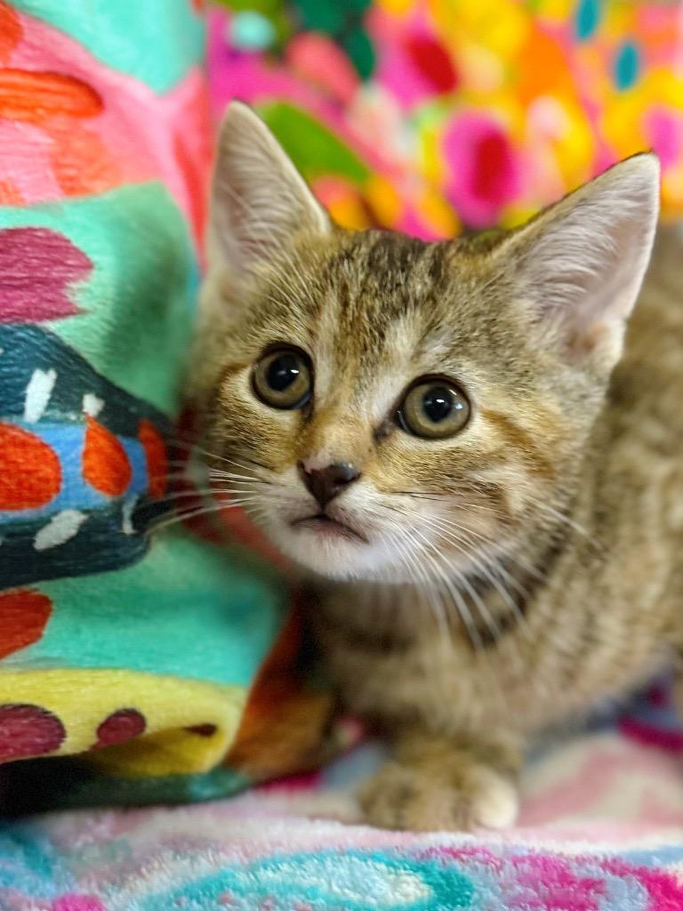 Enlarge Zenda, a Adoptable mixed breed in Effingham, IL image 2/6