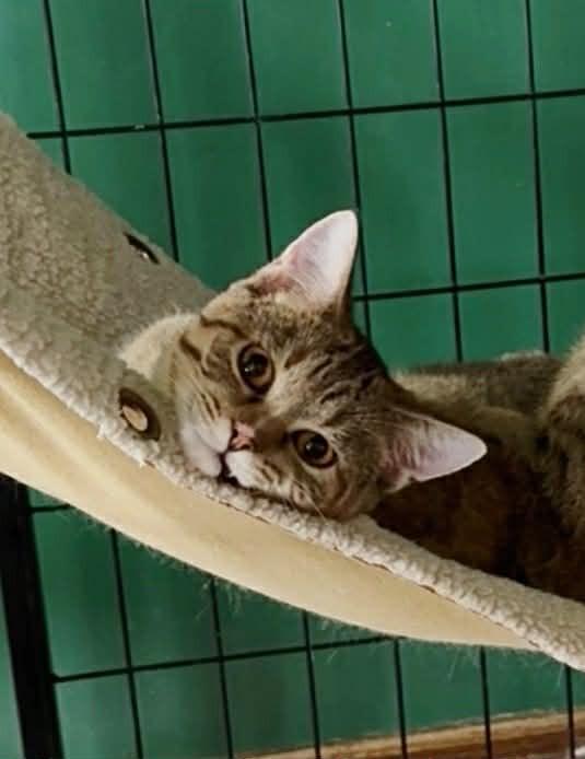 Enlarge Zenda, a Adoptable mixed breed in Effingham, IL image 3/6