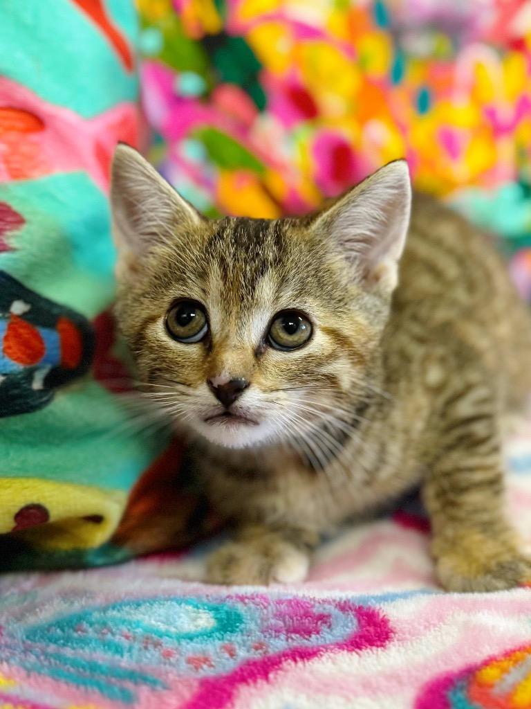 Enlarge Zenda, a Adoptable mixed breed in Effingham, IL image 4/6