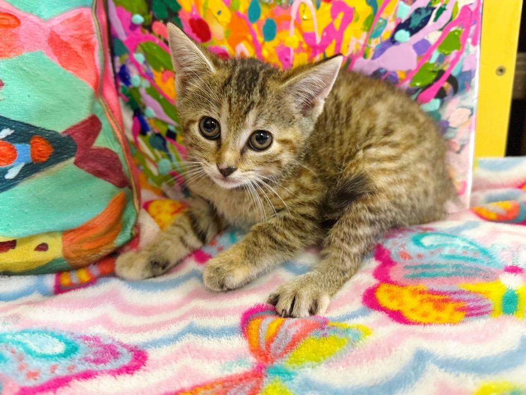 Enlarge Zenda, a Adoptable mixed breed in Effingham, IL image 5/6