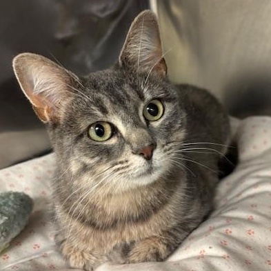 Sugar - as sweet as they come, an adopted Tiger in Braintree, MA image 2/6