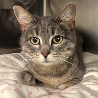 Sugar - as sweet as they come, adopted, Adult Female Tiger.