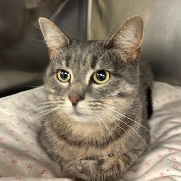 Sugar - as sweet as they come, an adopted Tiger in Braintree, MA image 3/6