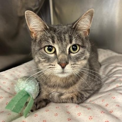 Sugar - as sweet as they come, an adopted Tiger in Braintree, MA image 4/6