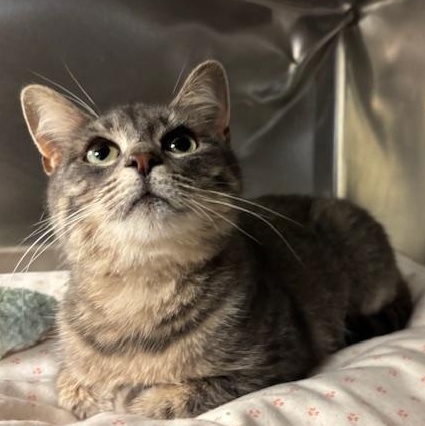 Sugar - as sweet as they come, an adopted Tiger in Braintree, MA image 5/6