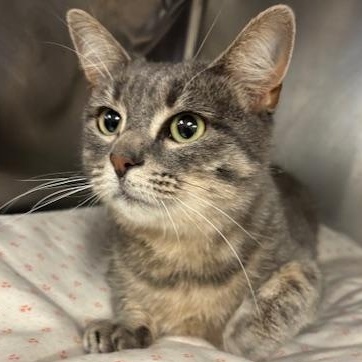 Sugar - as sweet as they come, an adopted Tiger in Braintree, MA image 6/6