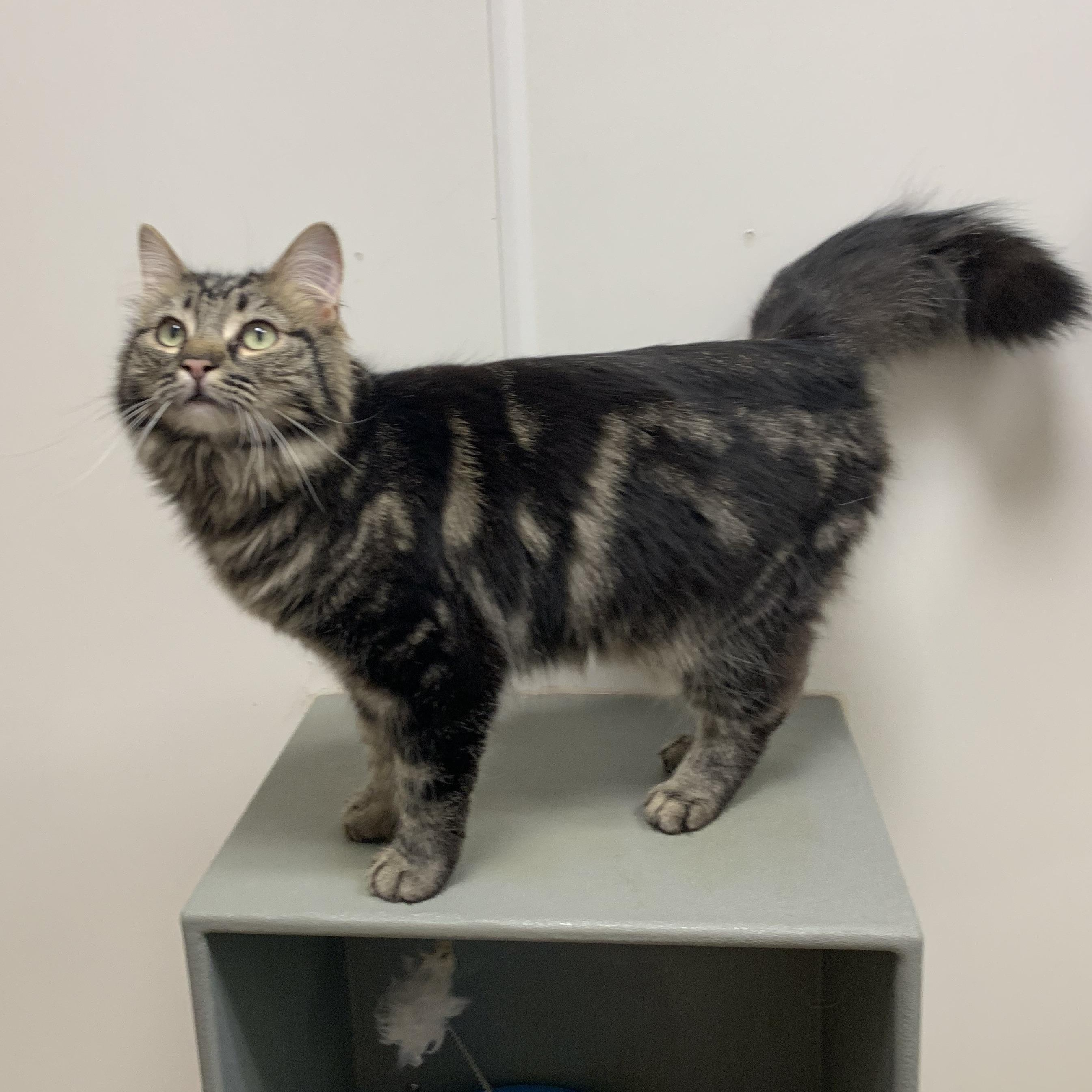 Magdalene INDOOR ONLY, an adopted mixed breed in Lodi, CA image 5/6