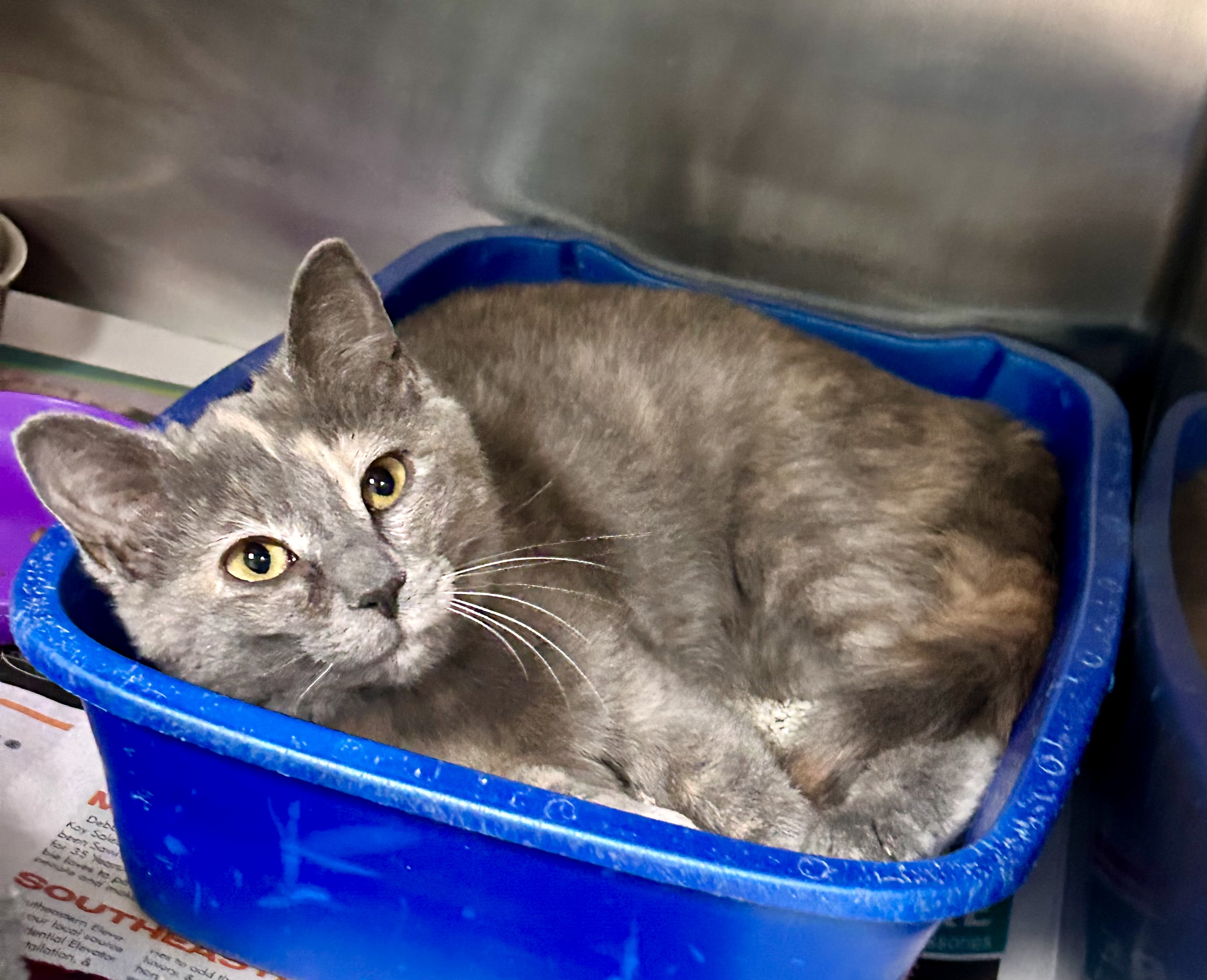 Hilda(Foster Care)