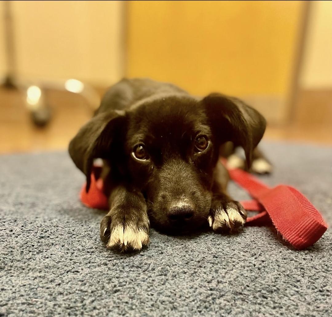 Enlarge Tessa, an adoptable mixed breed in Myrtle Beach, SC image 1/1