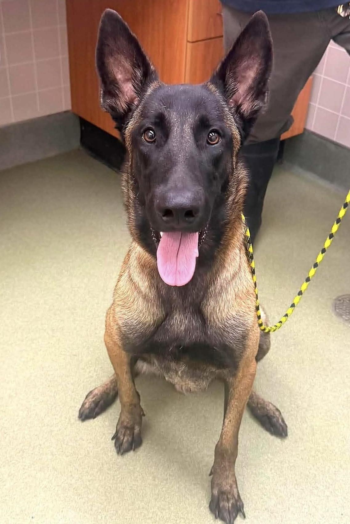Zip, Adopted, Young Male Belgian Shepherd / Malinois.