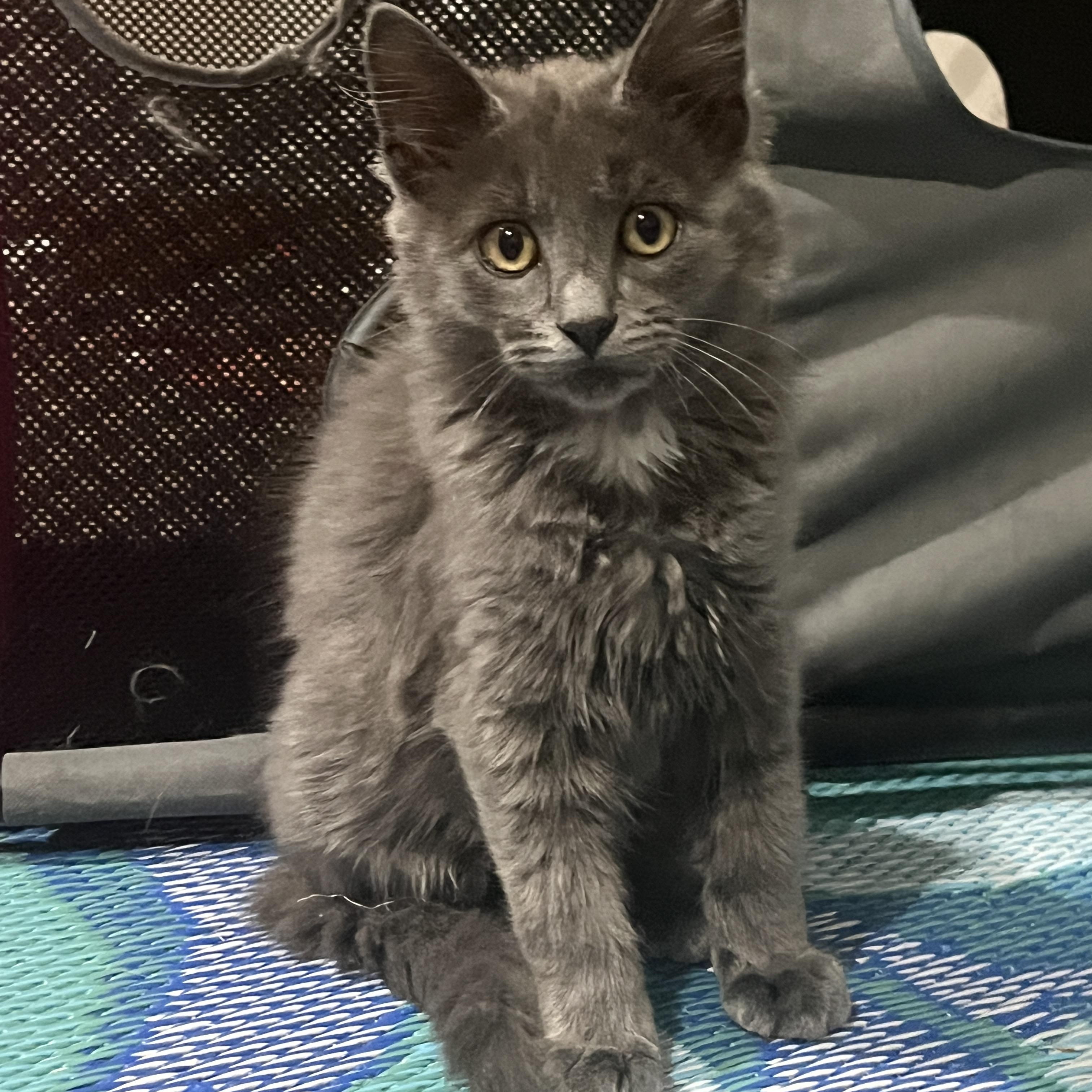 Enlarge Gandalf The Grey, an adopted mixed breed in OVERLAND PARK, KS image 3/4