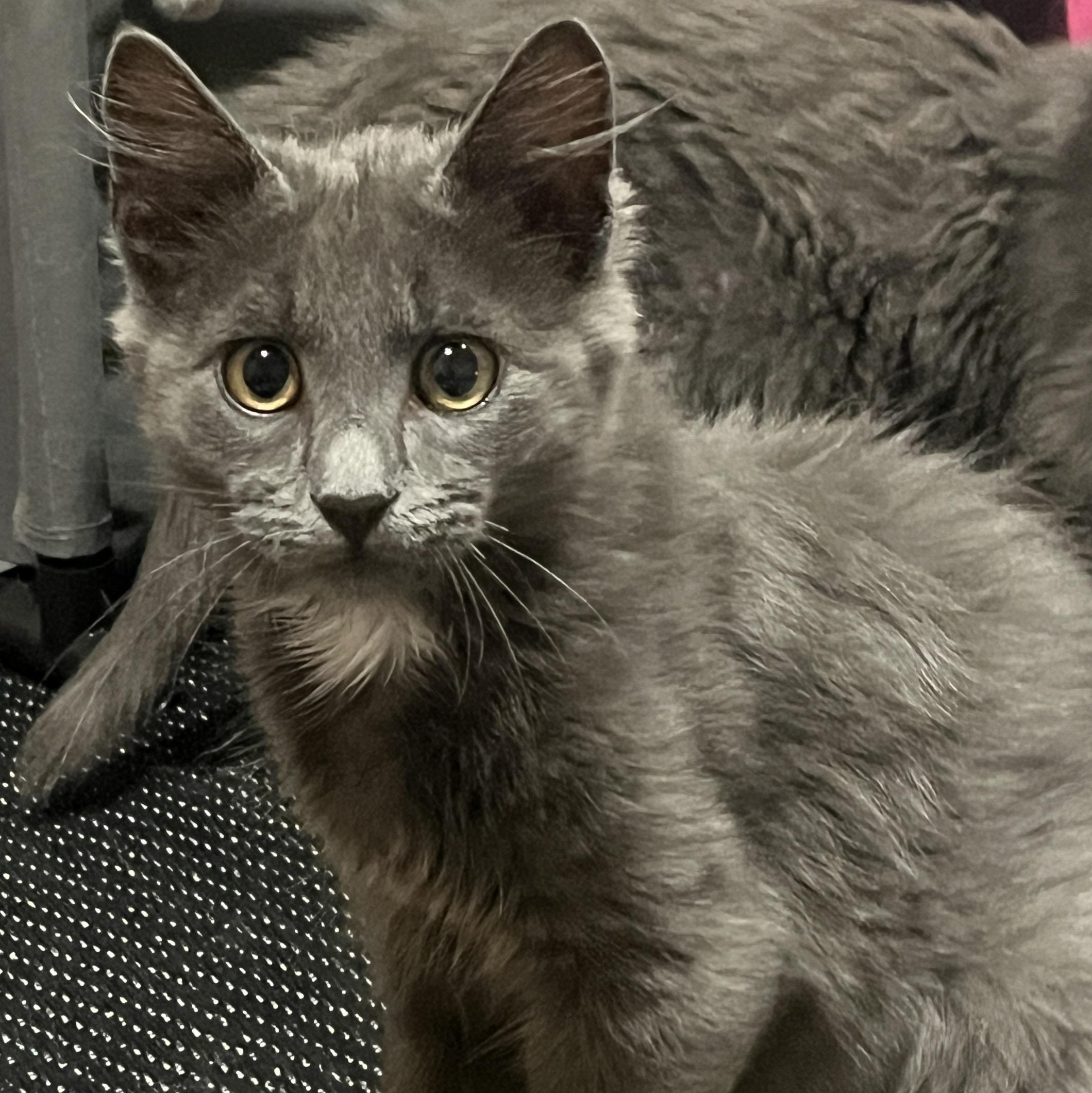 Gandalf The Grey, adopted, Kitten Male Domestic Medium Hair & Maine Coon.