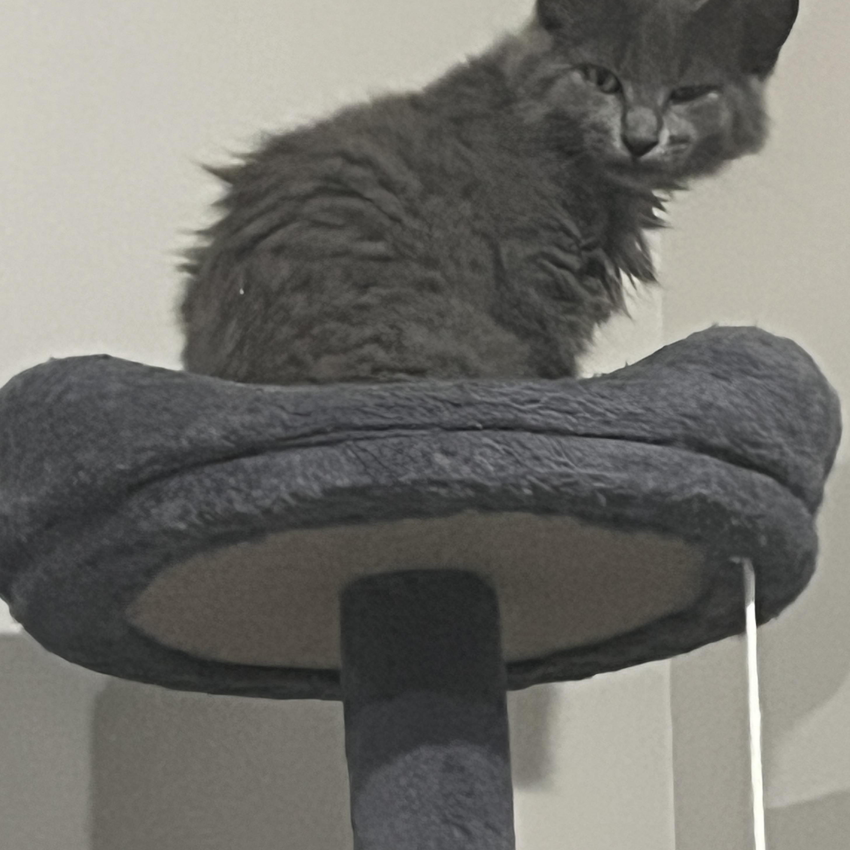Enlarge Gandalf The Grey, an adopted mixed breed in OVERLAND PARK, KS image 4/4