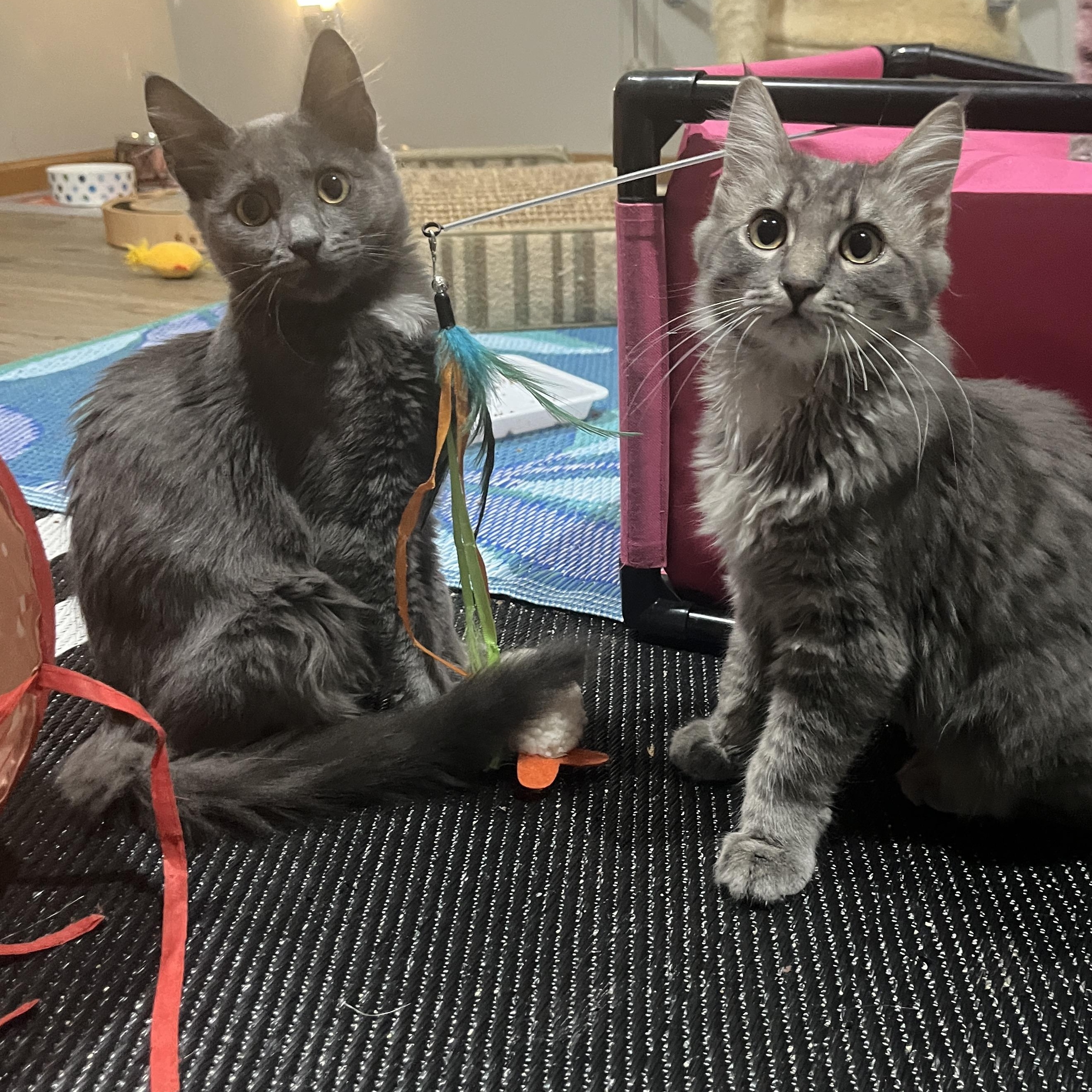 Enlarge Gandalf The Grey, an adopted mixed breed in OVERLAND PARK, KS image 2/4