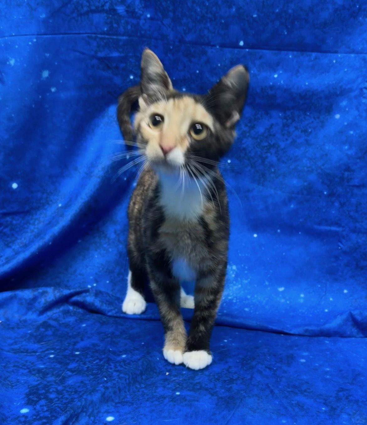 251909 Sprinkle — thumbnail 2