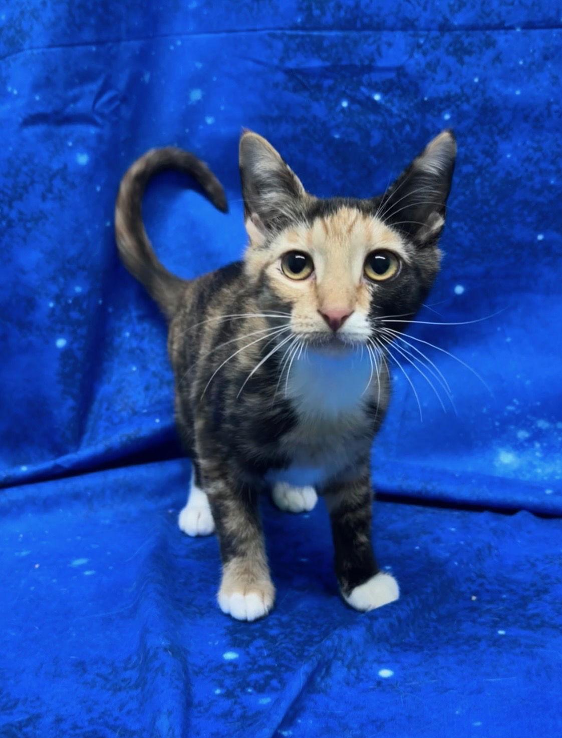 251909 Sprinkle — thumbnail 3