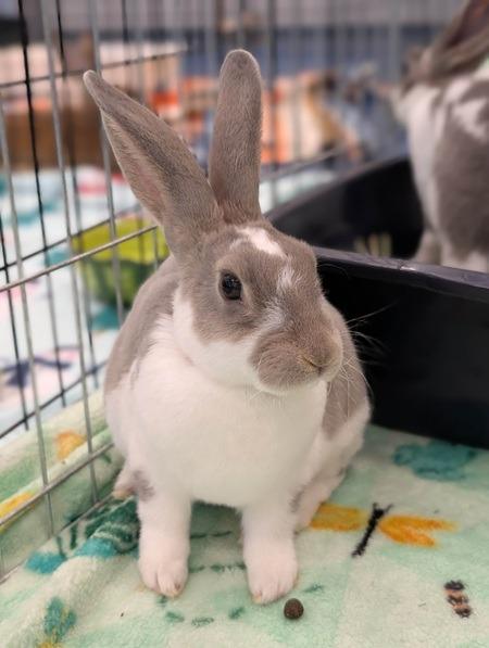 Enlarge Wee Bee Little, a Adoptable Mini Rex in Folsom, CA image 1/1