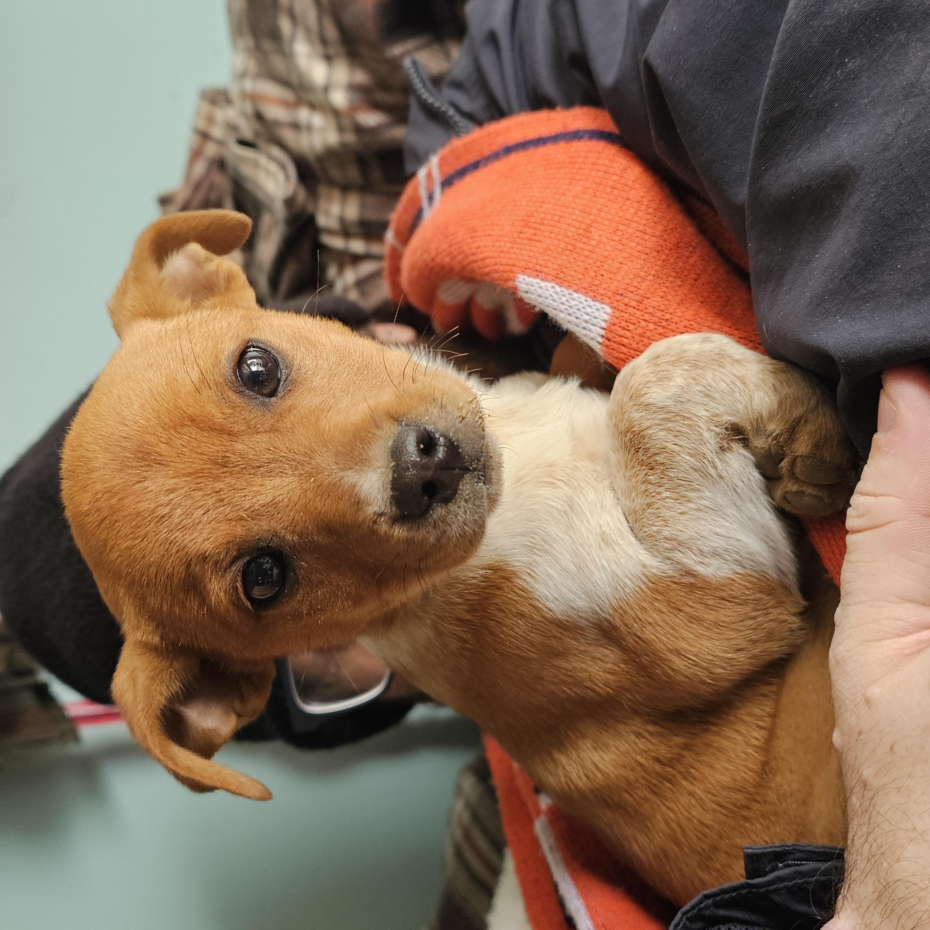 Enlarge Reba McIntyre , a ADOPTABLE mixed breed in Phelan, CA image 1/4