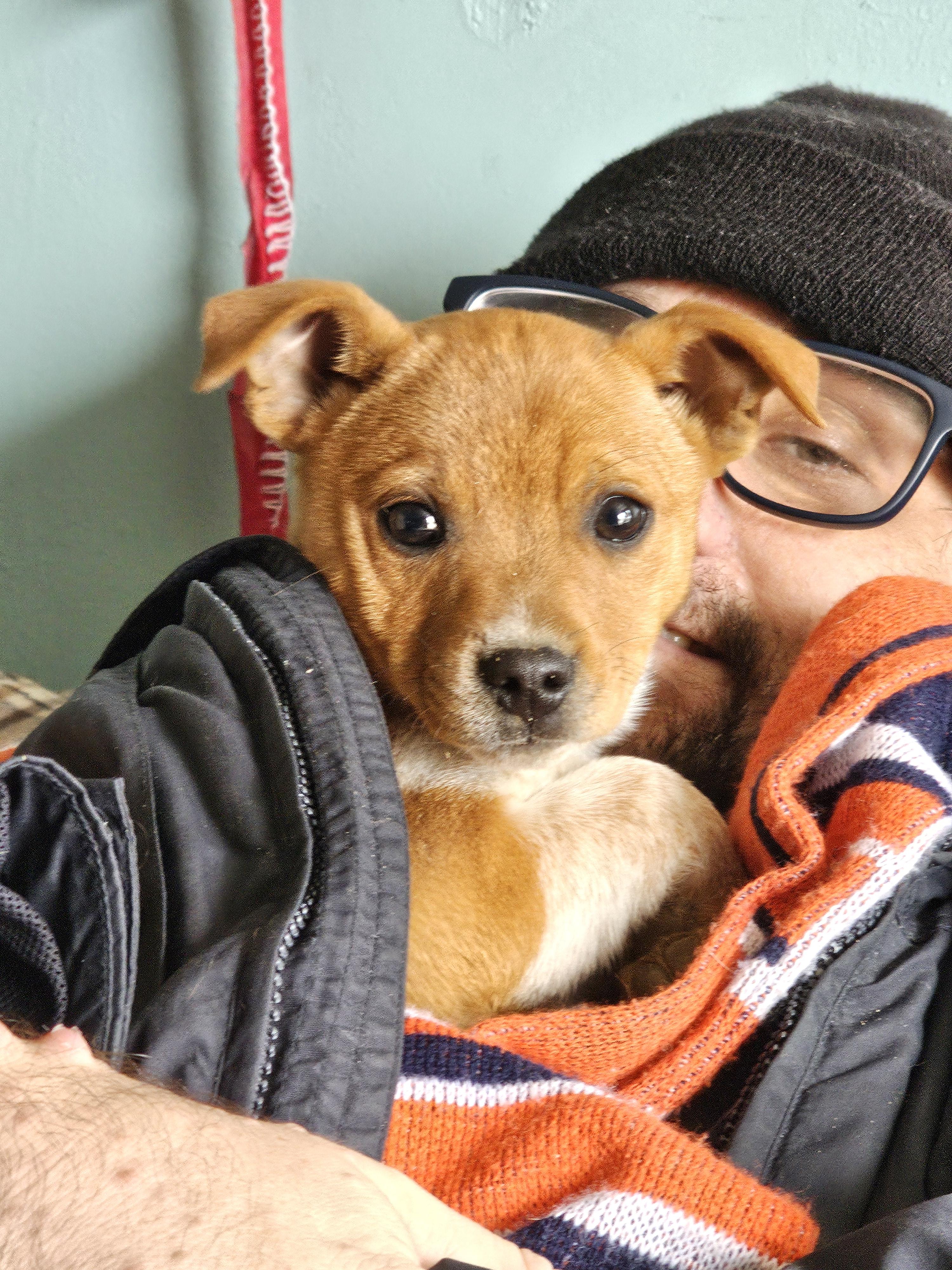 Enlarge Reba McIntyre , a ADOPTABLE mixed breed in Phelan, CA image 2/4