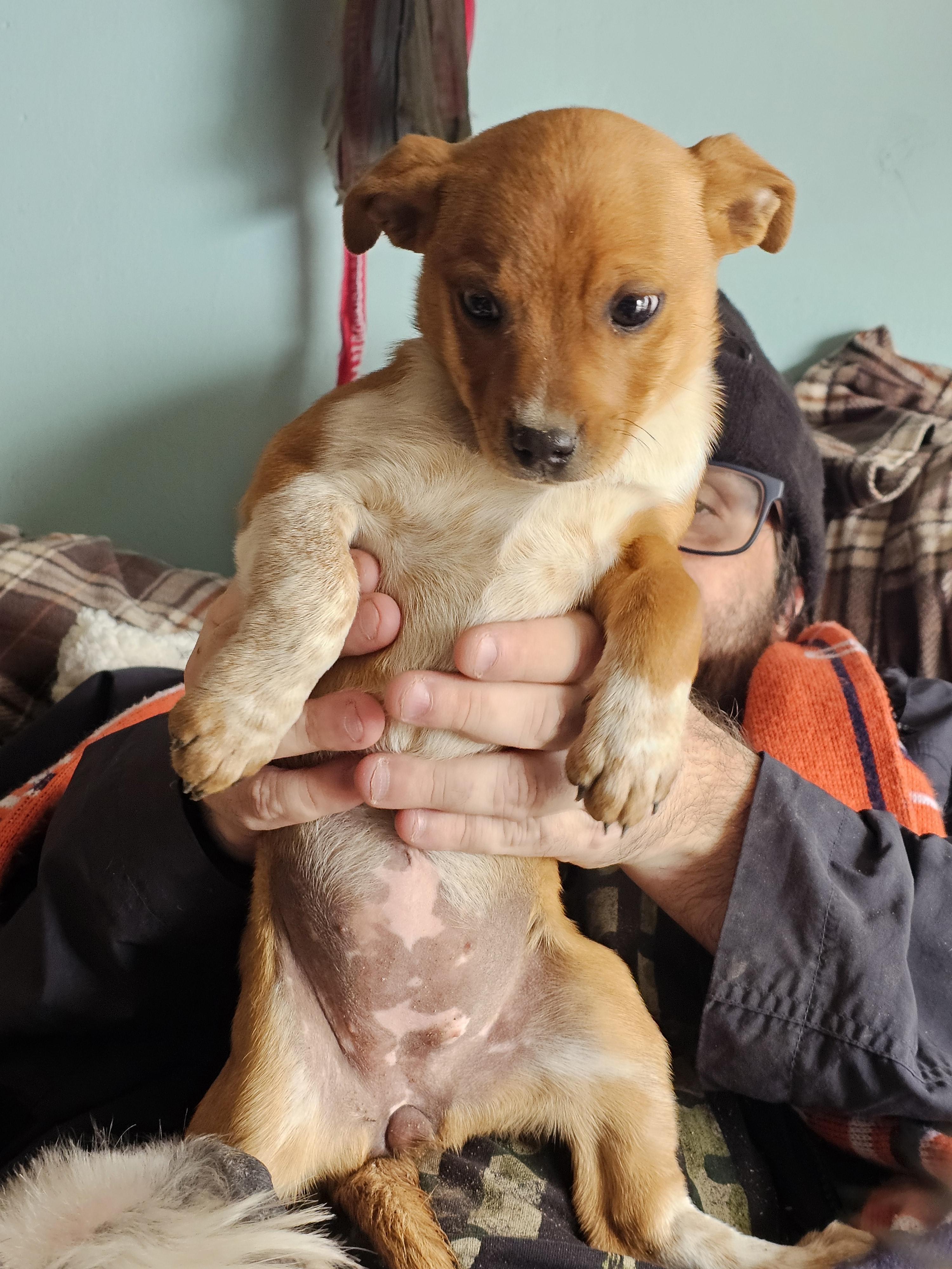 Enlarge Reba McIntyre , a ADOPTABLE mixed breed in Phelan, CA image 3/4