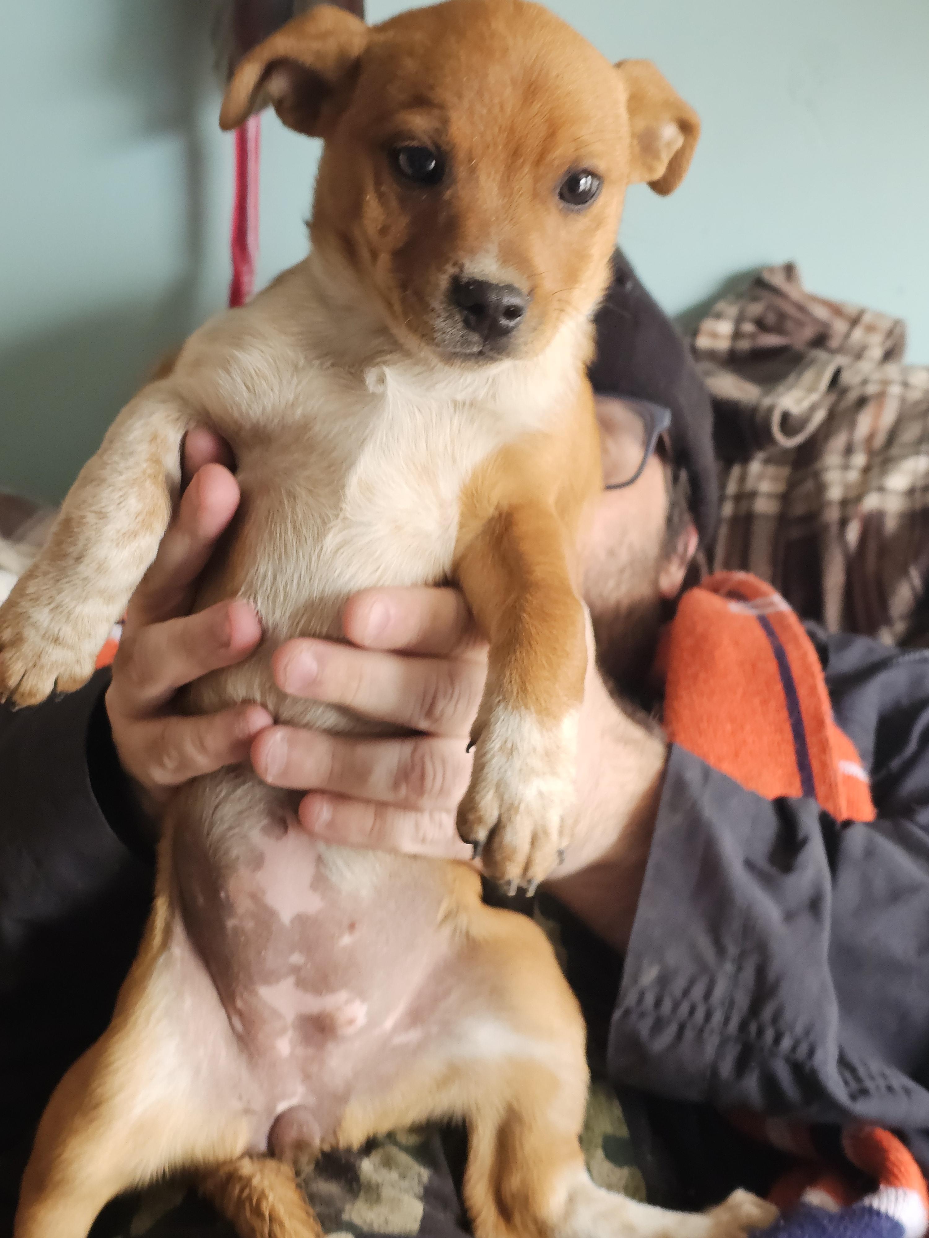 Enlarge Reba McIntyre , a ADOPTABLE mixed breed in Phelan, CA image 4/4