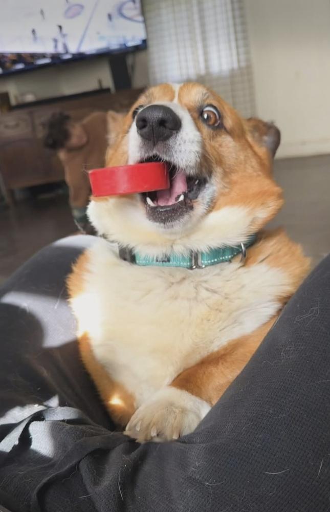 Enlarge Koby, a Adoptable Corgi in Cheektowaga, NY image 1/1