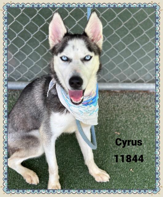 CYRUS