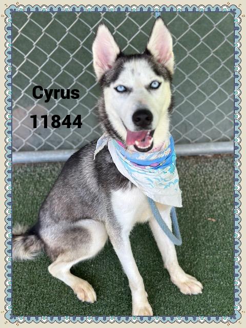 CYRUS