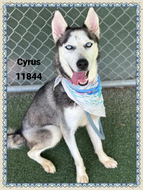 CYRUS