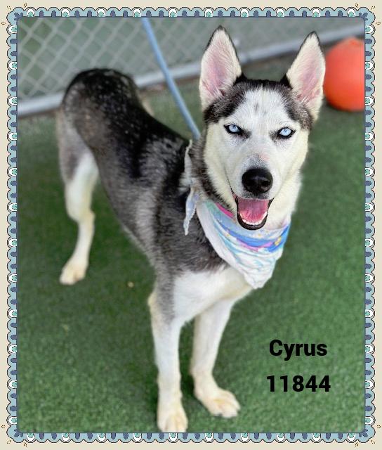 CYRUS