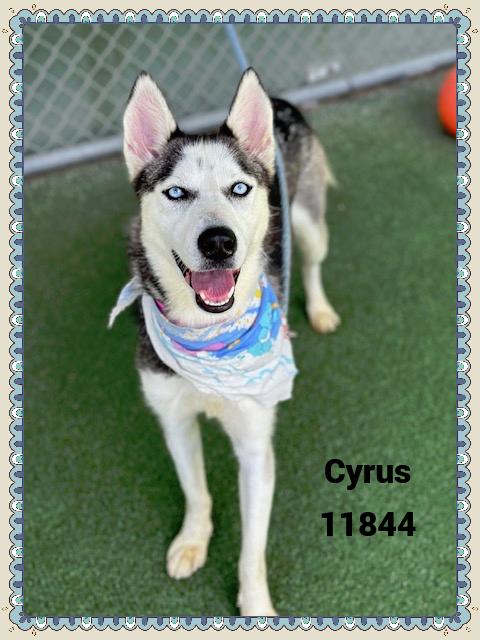 CYRUS