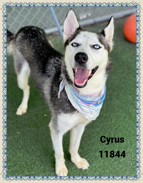 CYRUS