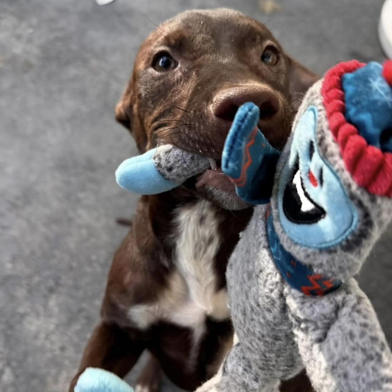 Hershey, a ADOPTABLE mixed breed in Santa Rosa, CA image 3/5