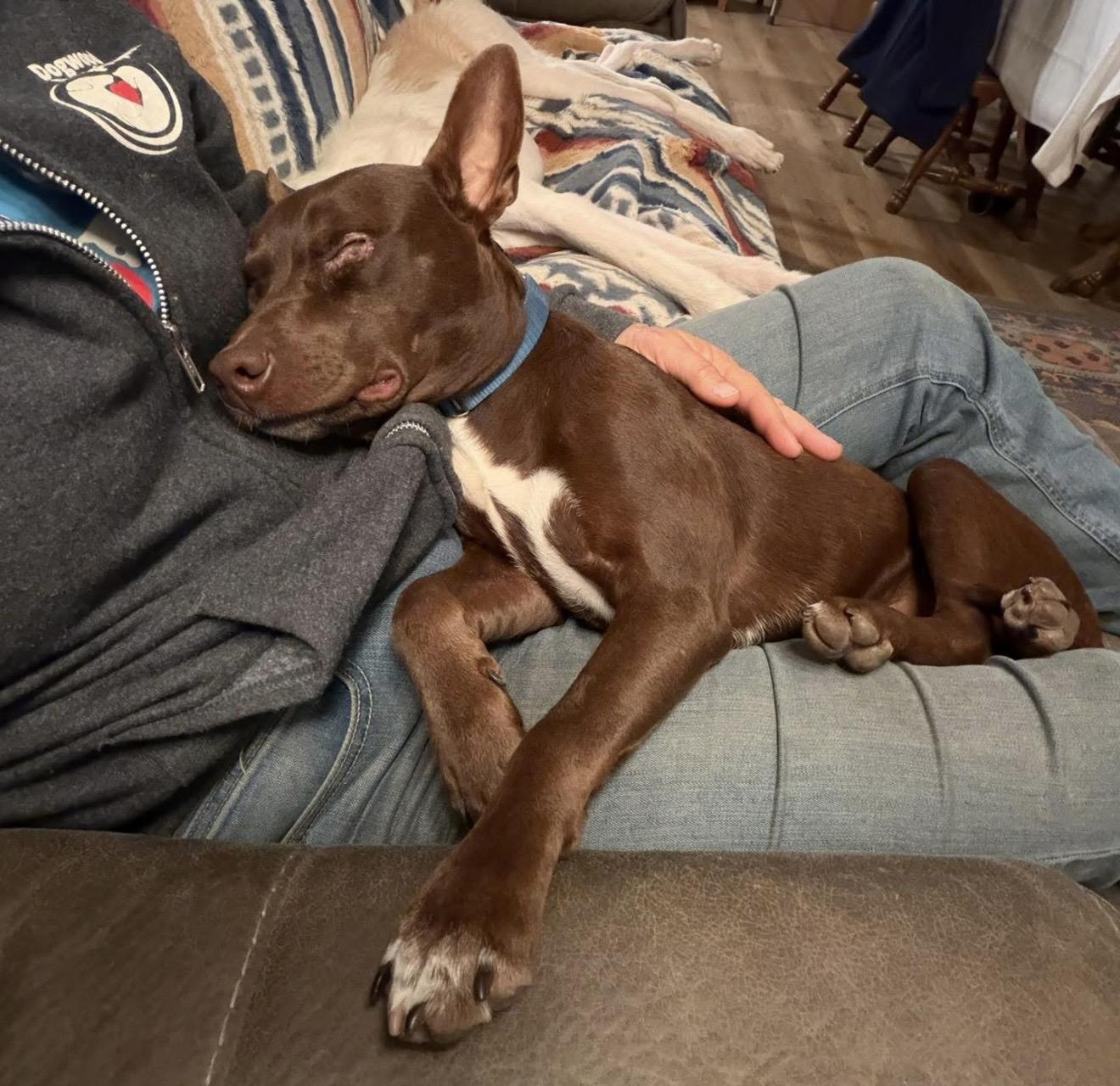 Hershey, a ADOPTABLE mixed breed in Santa Rosa, CA image 4/5