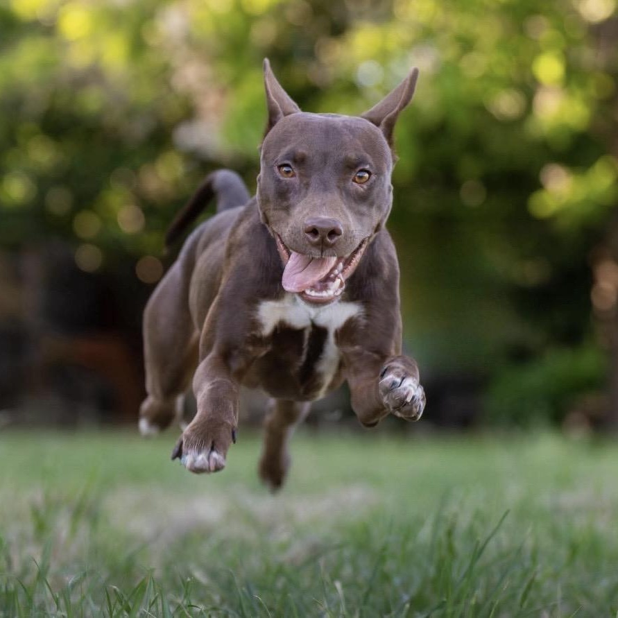 Hershey, ADOPTABLE, Puppy Female Pit Bull Terrier.