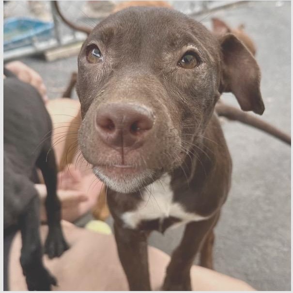 Hershey, ADOPTABLE, Puppy Female Pit Bull Terrier.